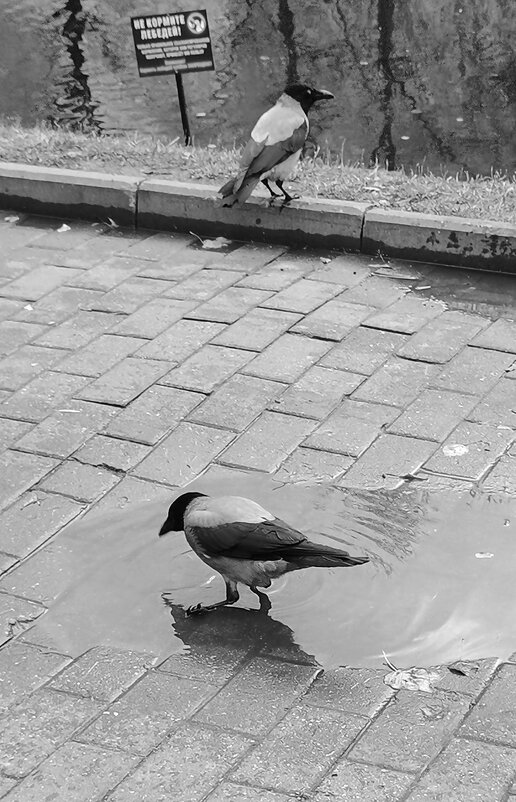 Не кормите лебедей! - Любимова Ольга 