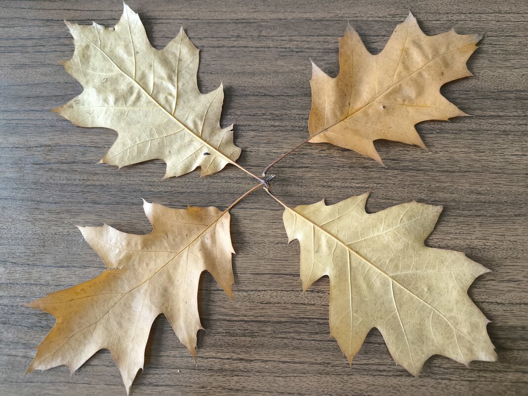 Четыре листочка остролистного дубочка - Дмитрий Никитин