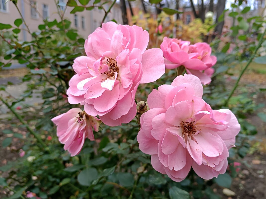 Нежное прощание октября - Мария Васильева