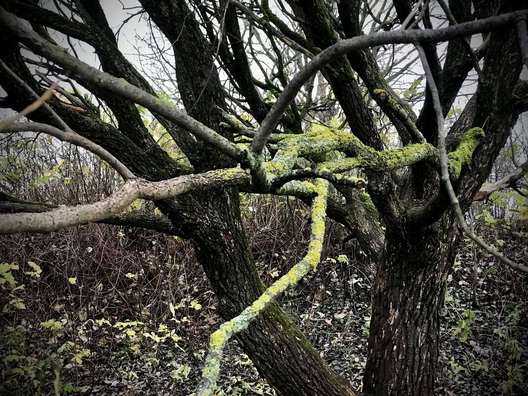 Ветви - Любовь 