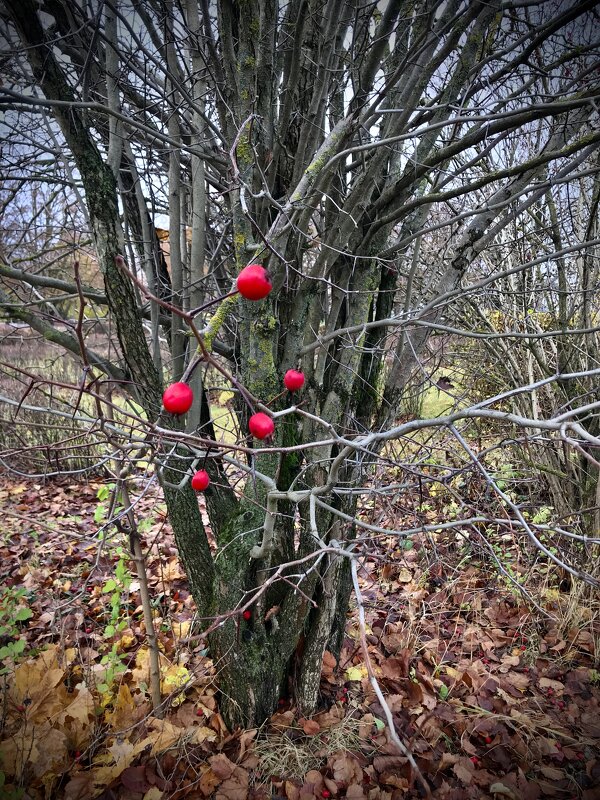 Боярышник - Любовь 