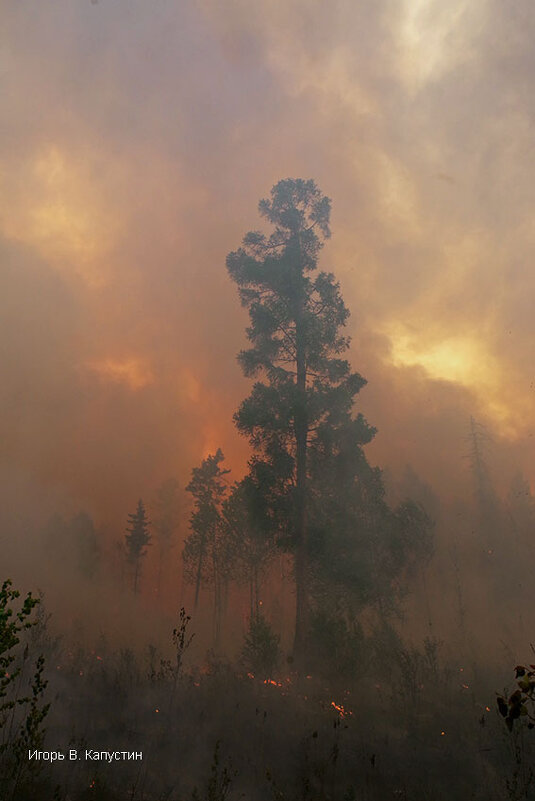 *** - Игорь В. Капустин