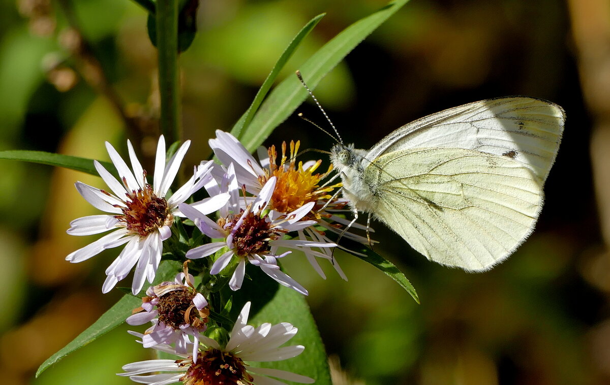 опять бабочки 6 - Александр Прокудин