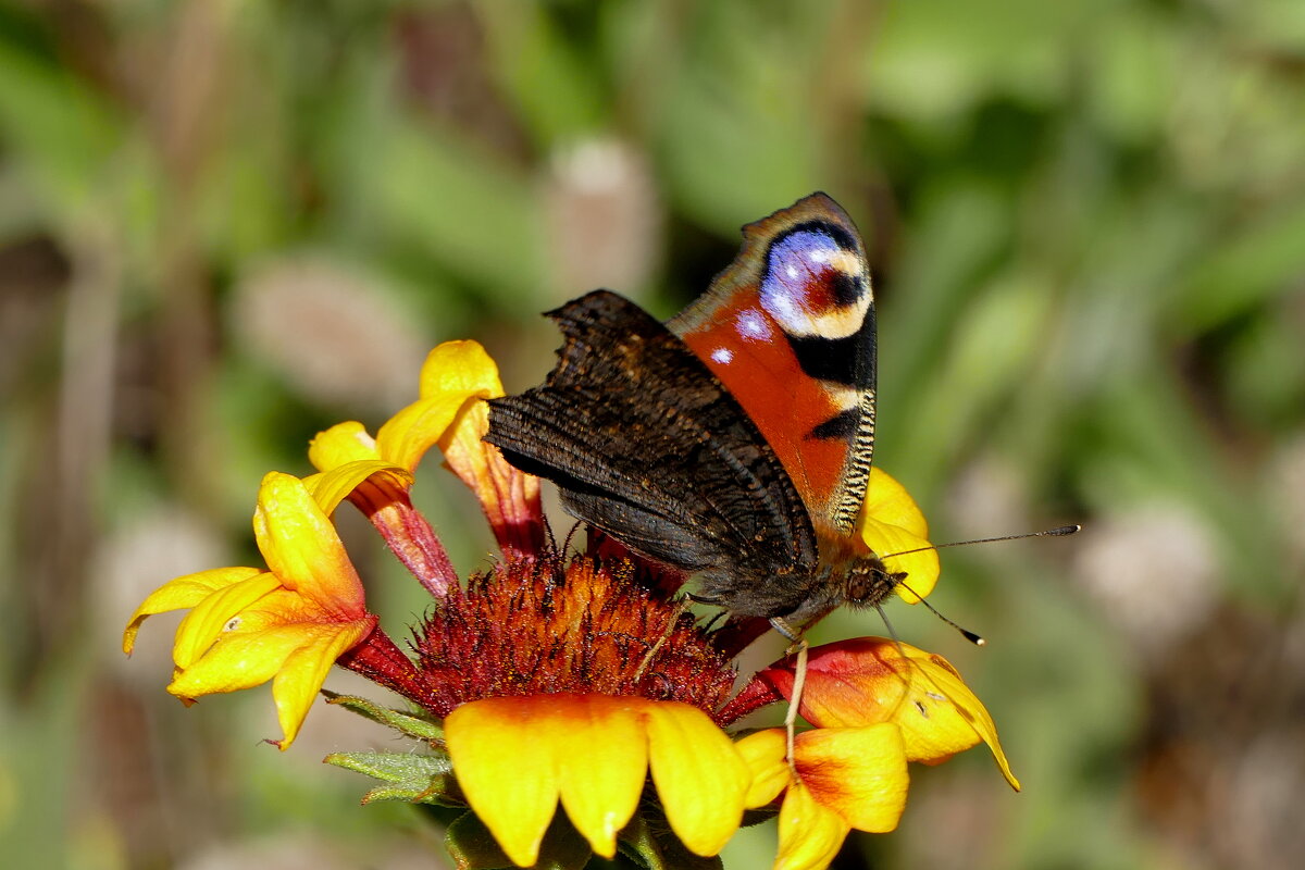 опять бабочки 9 - Александр Прокудин