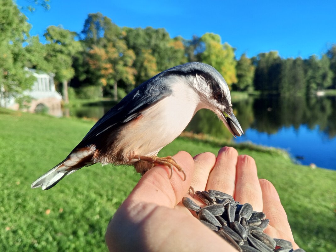 Поползень - Сапсан 