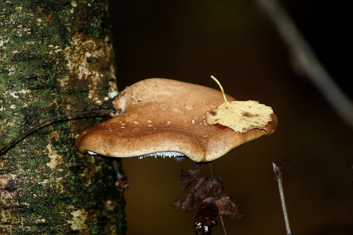 Осенний мотив - Леонид leo