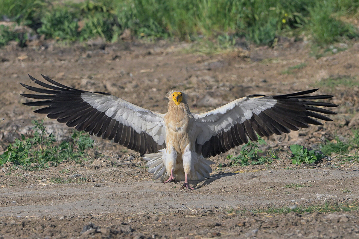 размах крыльев - Maxim Lanin размах крыльев - Maxim Lanin
