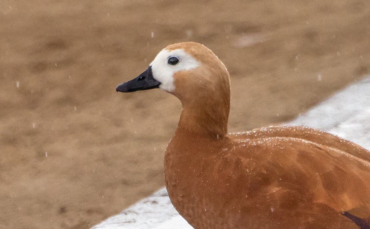 Под дождем. - Владимир Безбородов