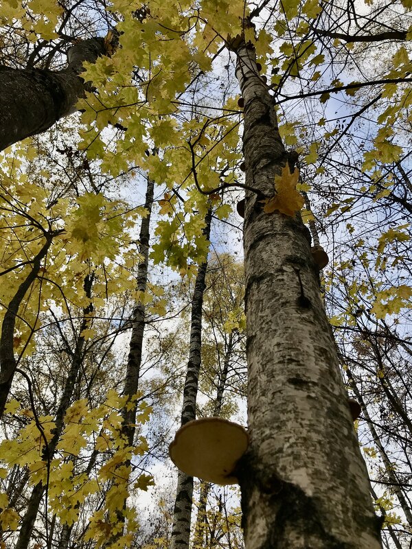 Средь берёз и клёнов… - Любовь 