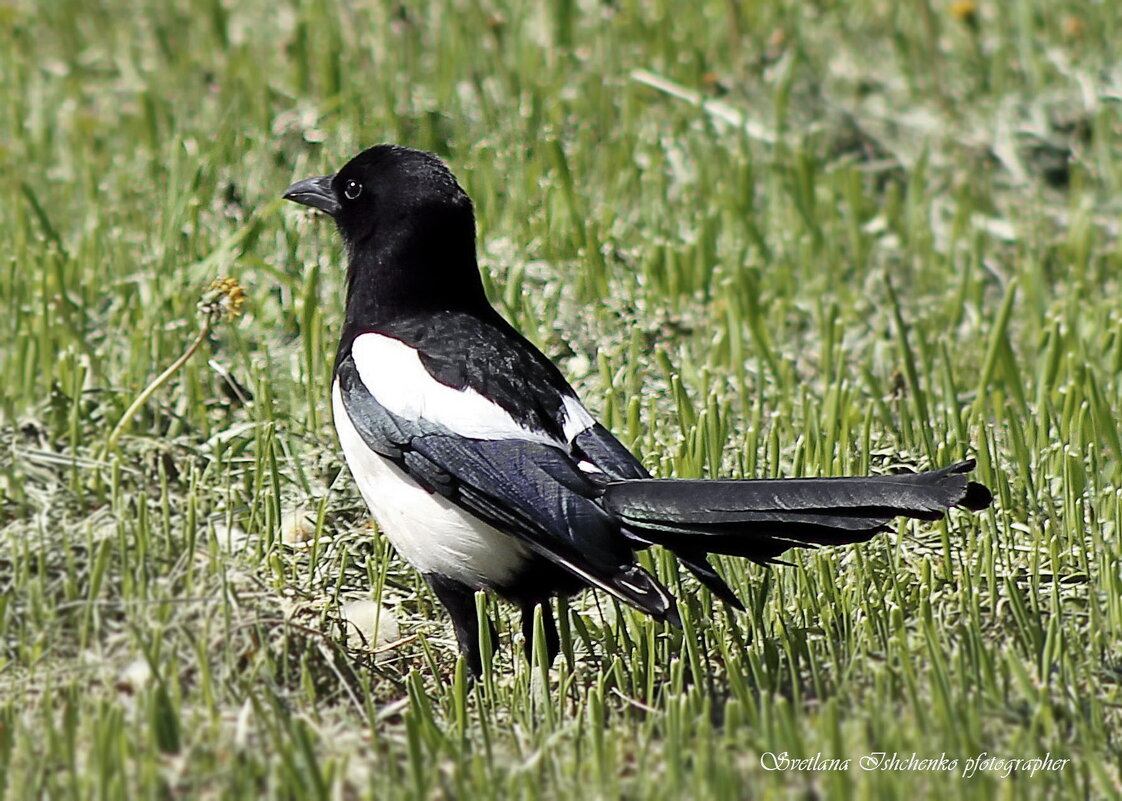 Сорока - Светлана Ищенко