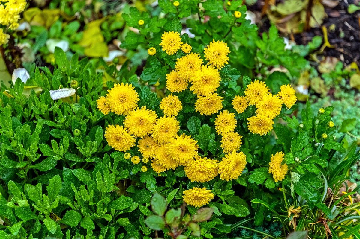 Осеннее созвездие хризантем - Валерий Иванович