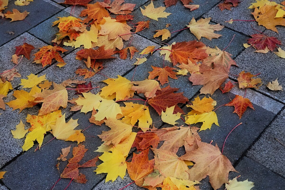 Отшуршал вялых листьев хоровод. - Татьяна Помогалова