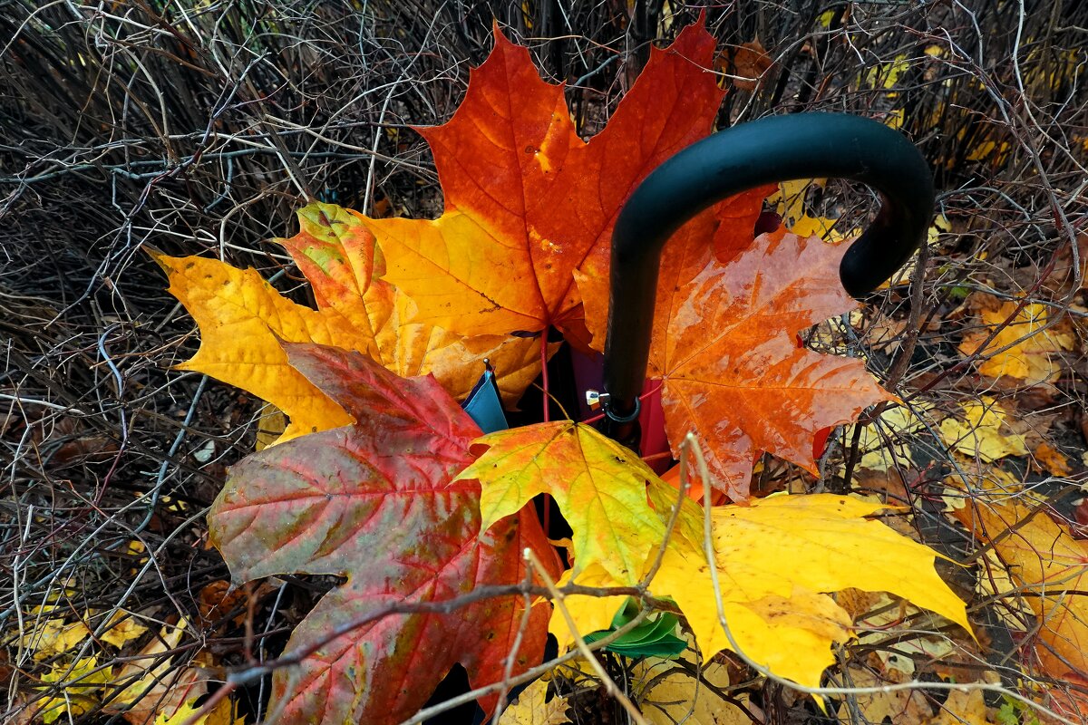 Букетик Октября. - Татьяна Помогалова