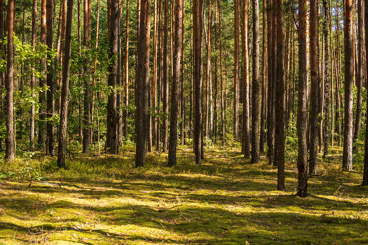 Сосновый лес - Игорь Сикорский Сосновый лес - Игорь Сикорский