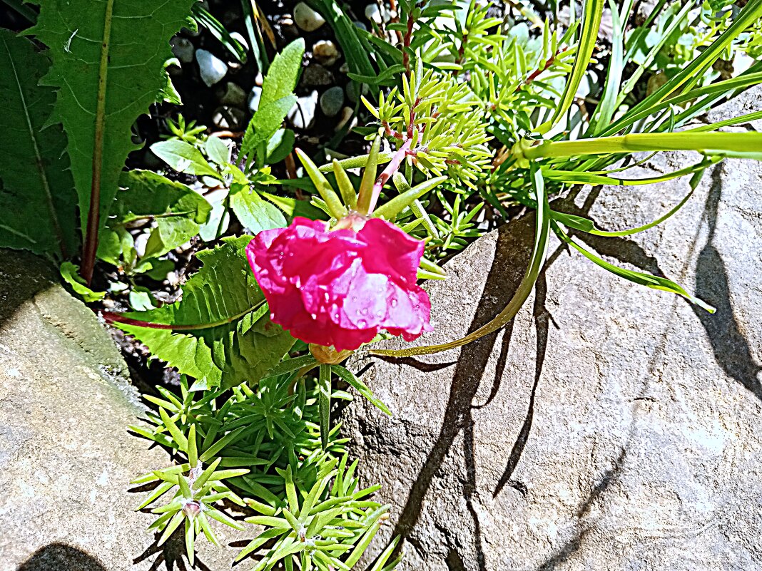 Цветы. - Владимир Драгунский