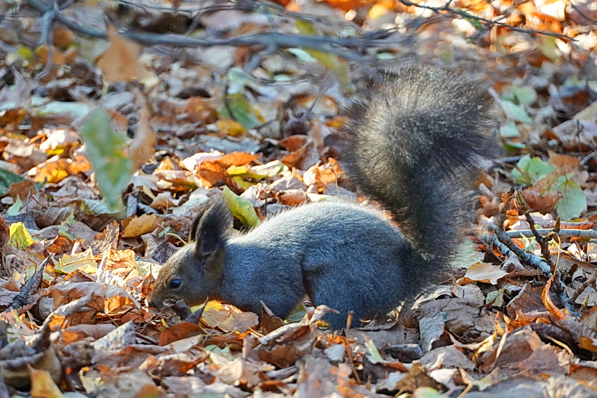 Подготовка к зиме - Галина Кан