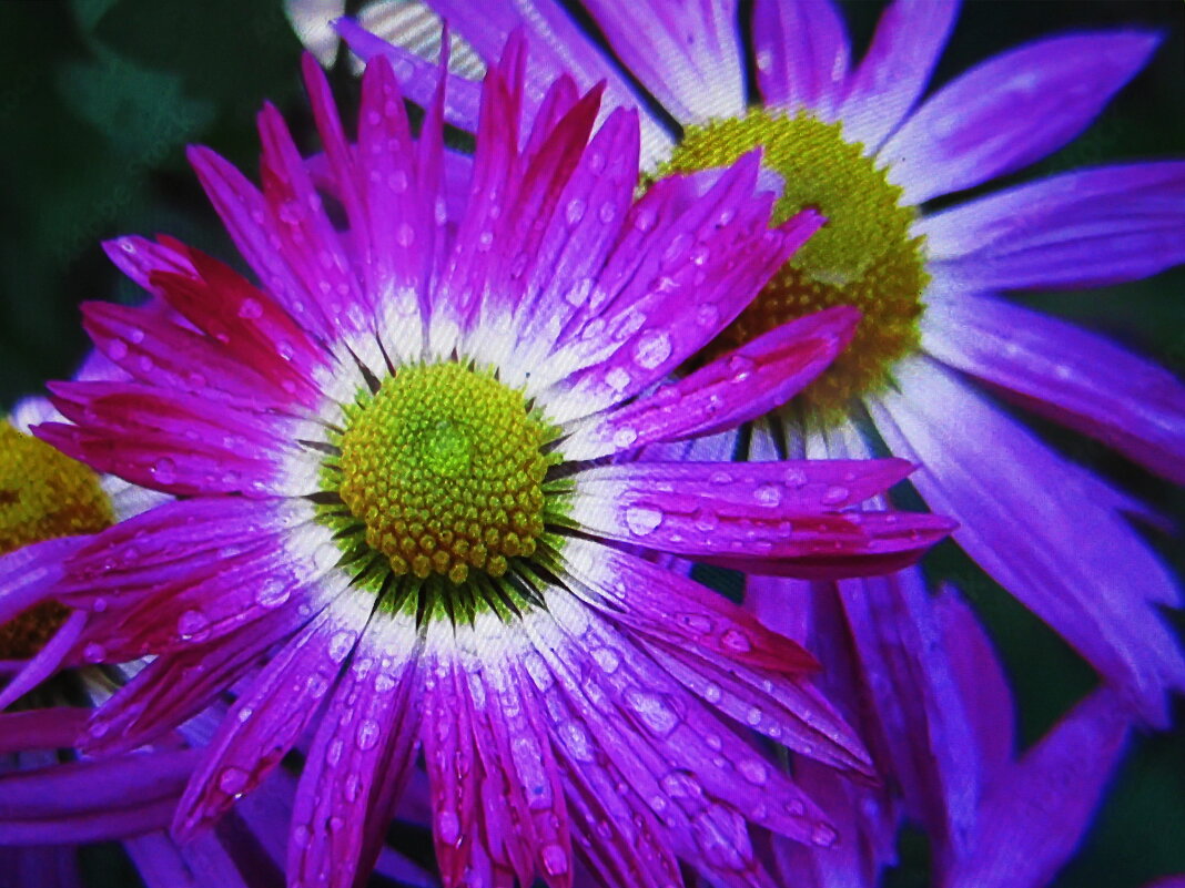 Красота - Людмила Смородинская