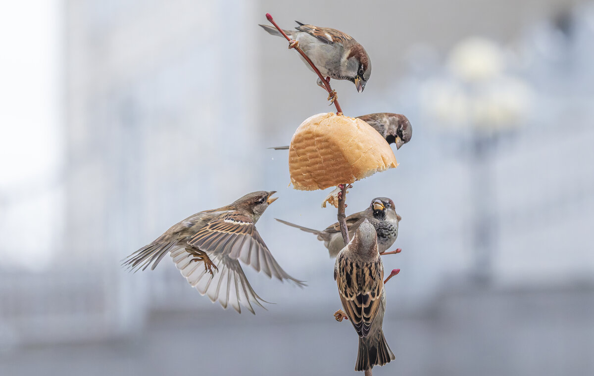из жизни воробьев . - юрий макаров