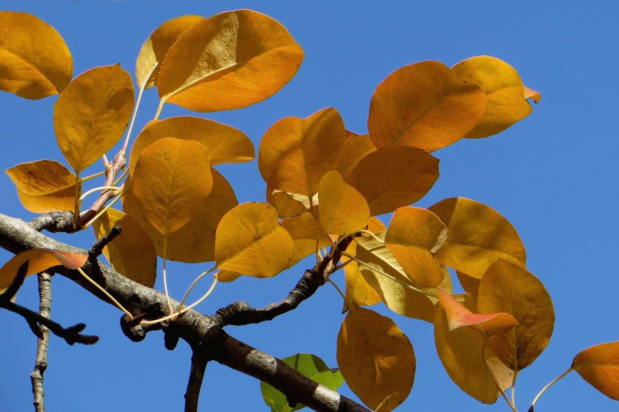 Вся природа в золоте сейчас, будто расписал её художник - Татьяна Смоляниченко