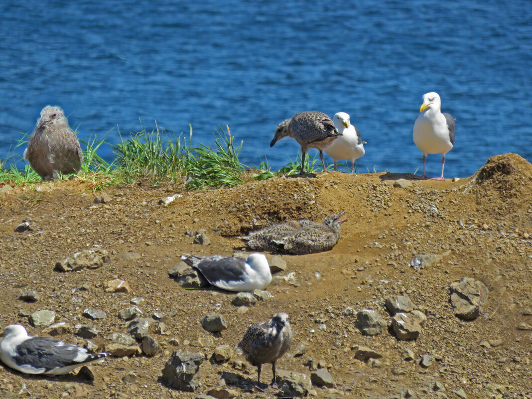 На острове птичьем - ИРЭН@ .