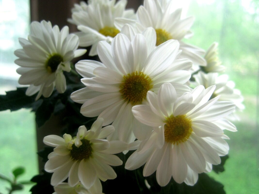 Хризантемы - Елена Семигина Хризантемы - Елена Семигина