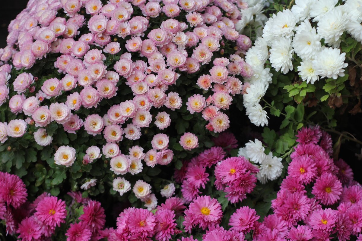 Хризантемы - Оксана Новик 