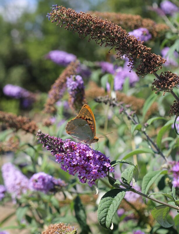 Буддея Давида - Оксана Новик 