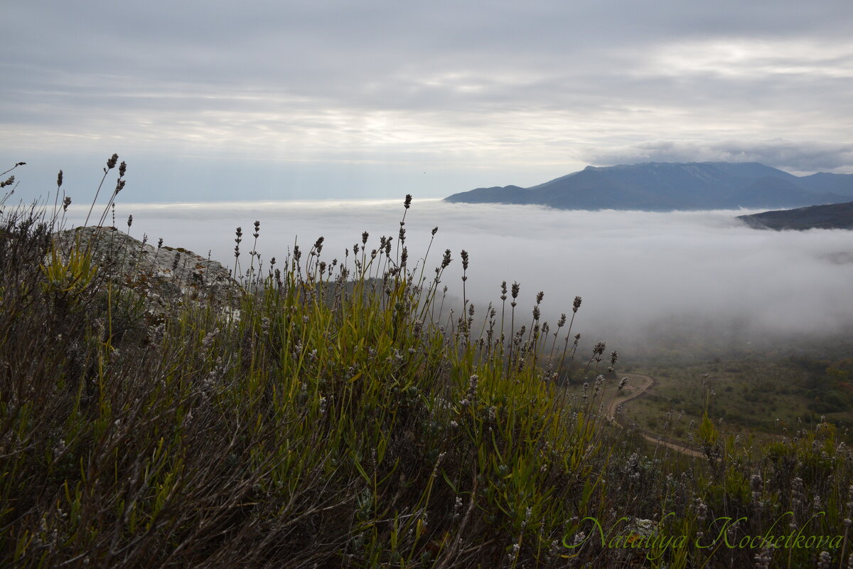 Природа Крыма - Amazing Cosmea Природа Крыма - Amazing Cosmea