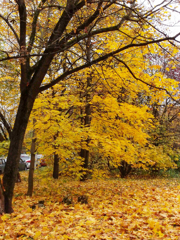 "Солнечная" осень. - photo Bo