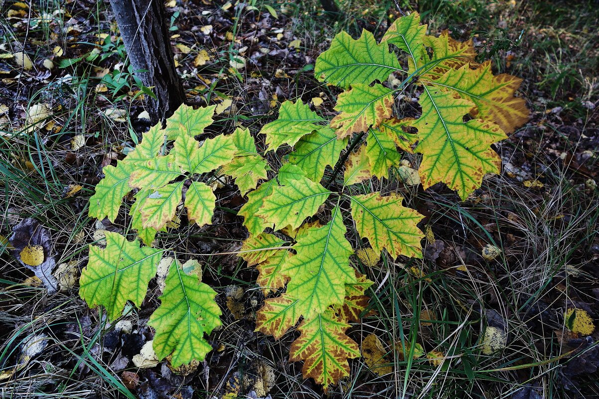 Побережье лесного озера - Рита Симонова