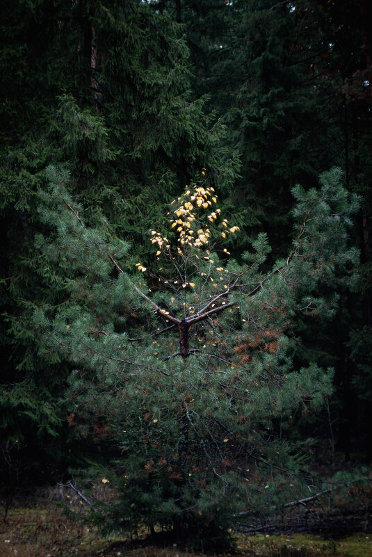 Оттенок осени в вечнозелёном - yuriim ㅤ