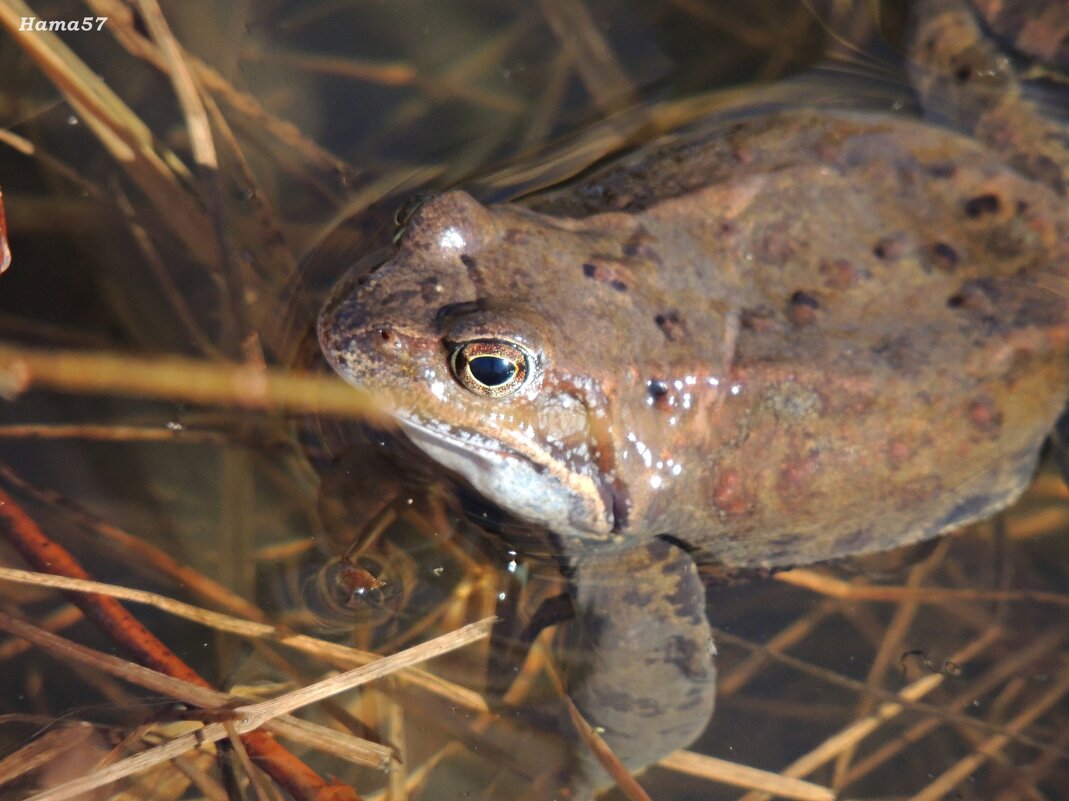 Лягуха - Ната57 Наталья Мамедова