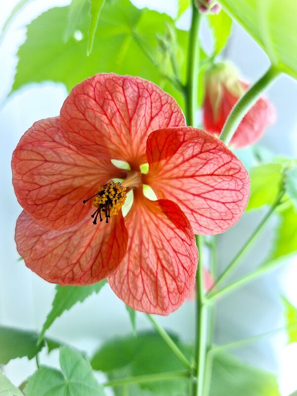 макро - Наталья 