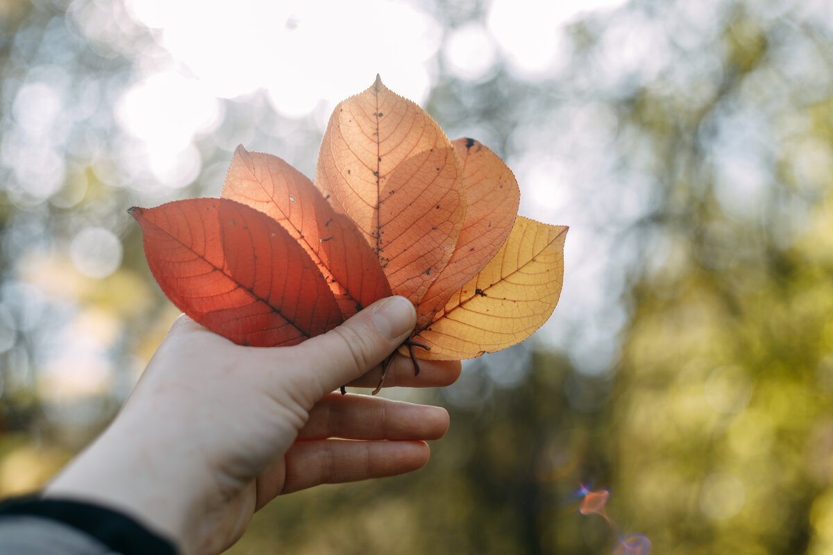 Осенние листья - Юлия Ермолаева