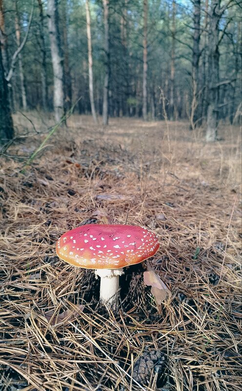 Мухо - Pavel Bamboleo