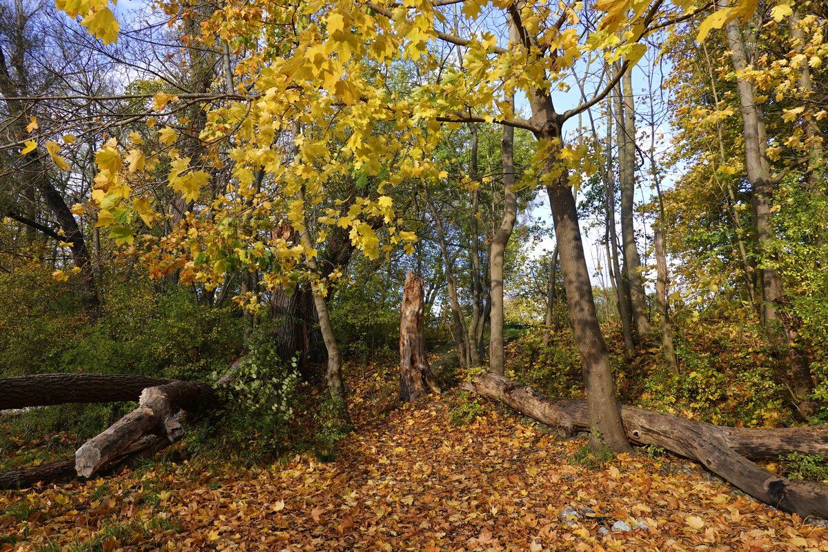 "У осени такой особый пряный запах, Он чуть с горчинкой, вроде кофе по утрам.»:... - Галина 
