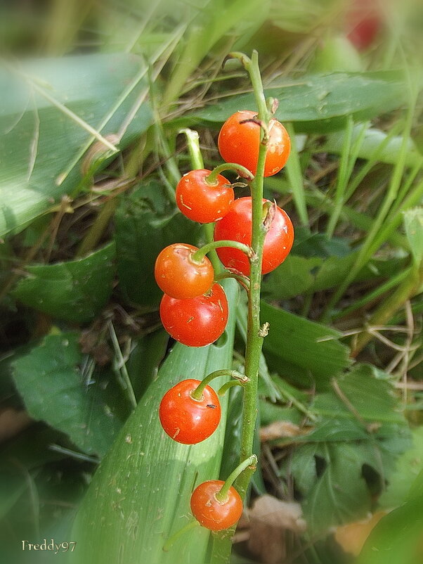 Осенний ландыш - Freddy 97 Осенний ландыш - Freddy 97