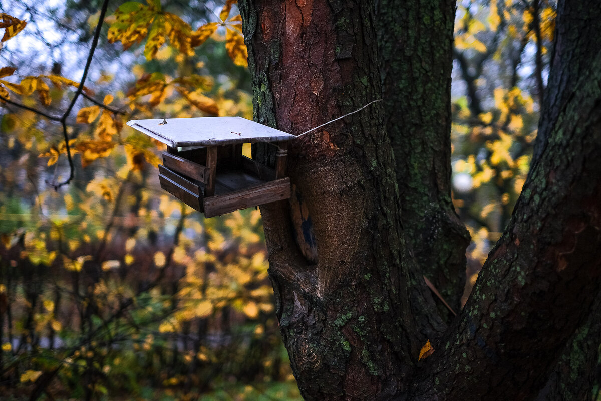 Про позднюю осень... - Влад Никишин