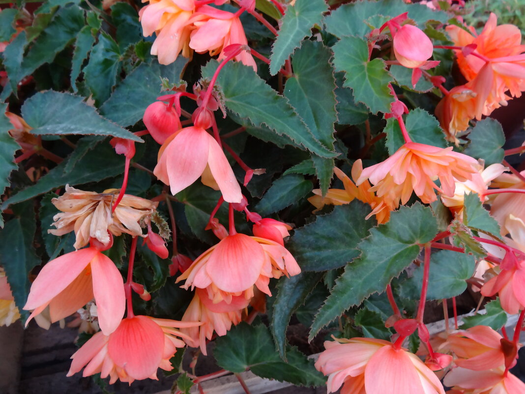 **** - СЕРГЕЙ ФИЛОЧКИН