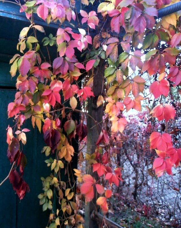 Вот такая осень - Наталья 