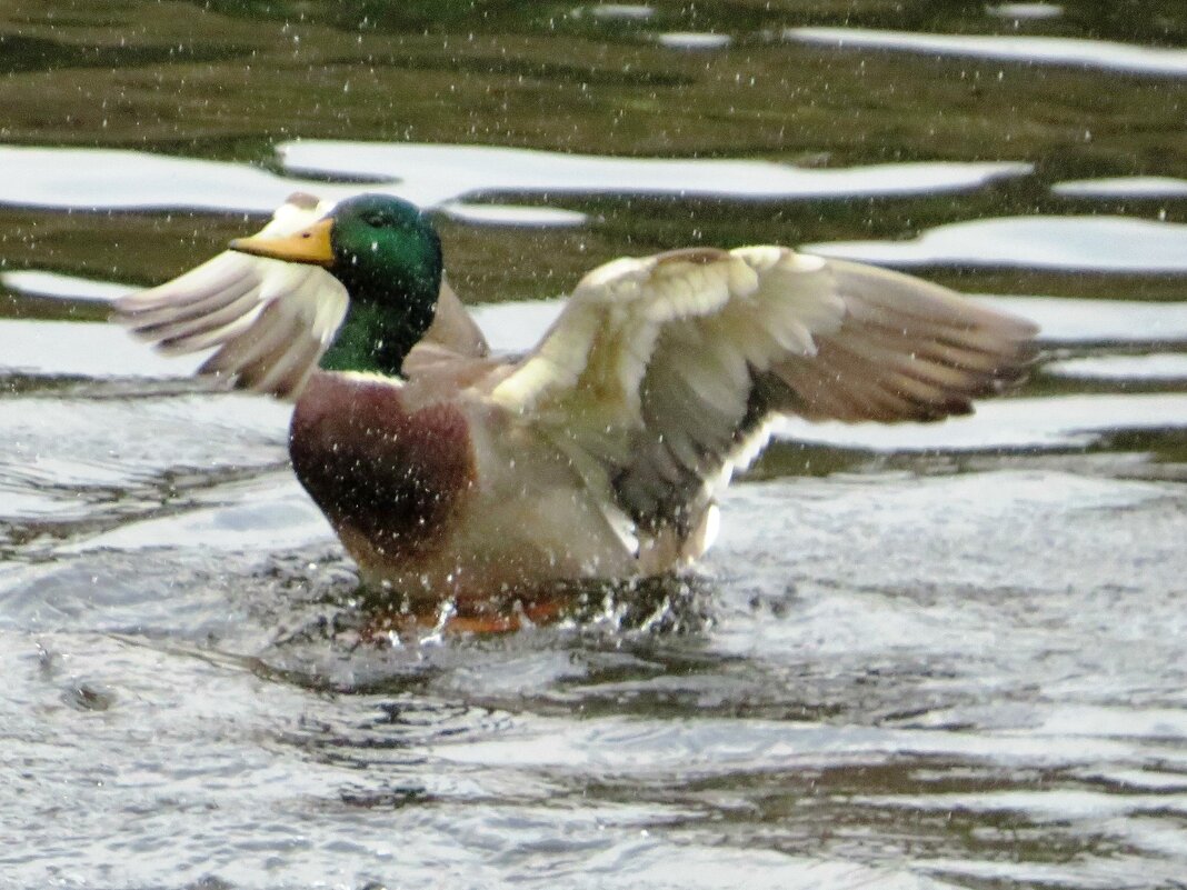 Расправляет крылья - Андрей Снегерёв