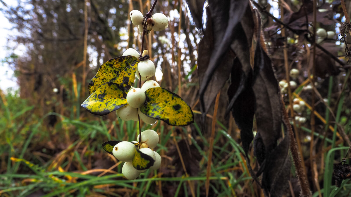 ***** - юрий поляков