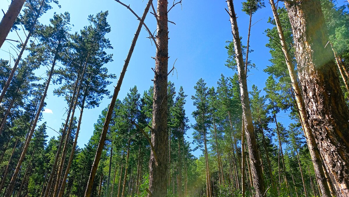 Глубь небес опять ясна - Hope 