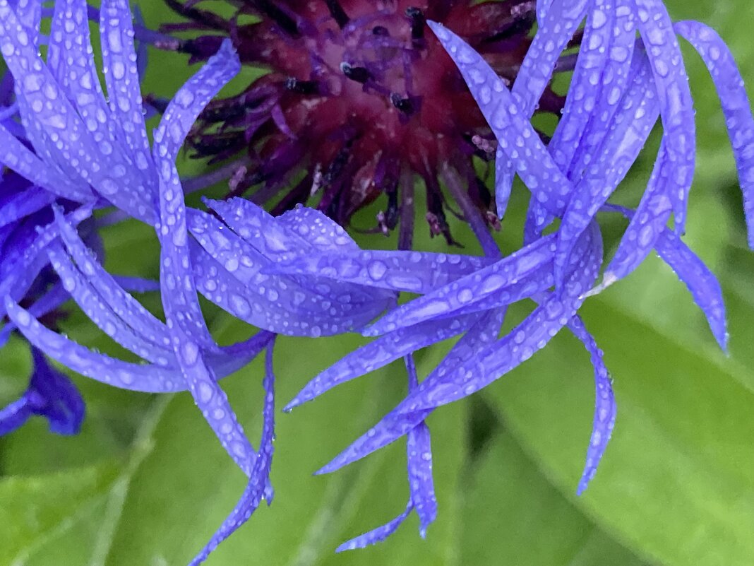 Василёк - Ольга Савельева 