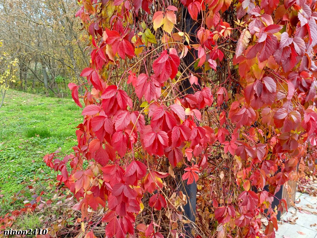 Октябрь в ростовском зоопарке - Нина Бутко