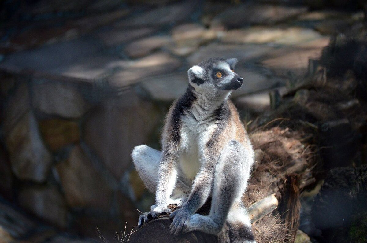 Лемурчик - Евгений Васильев
