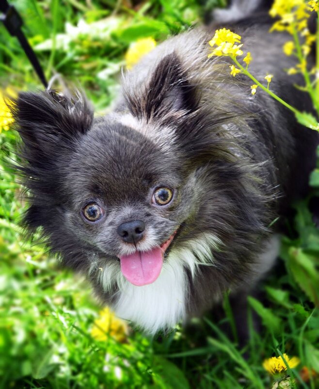 *** - Евгений Васильев