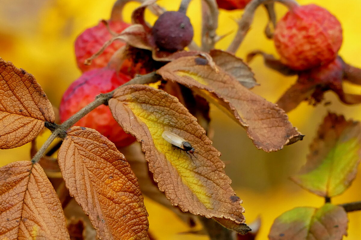 природа 30 октября 5 - Александр Прокудин природа 30 октября 5 - Александр Прокудин