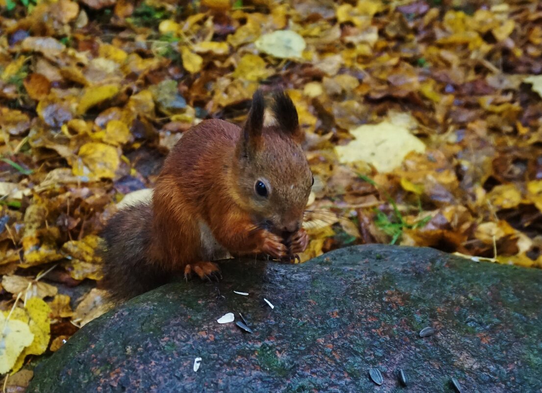 Я на камушке грызу - Nataly St. 