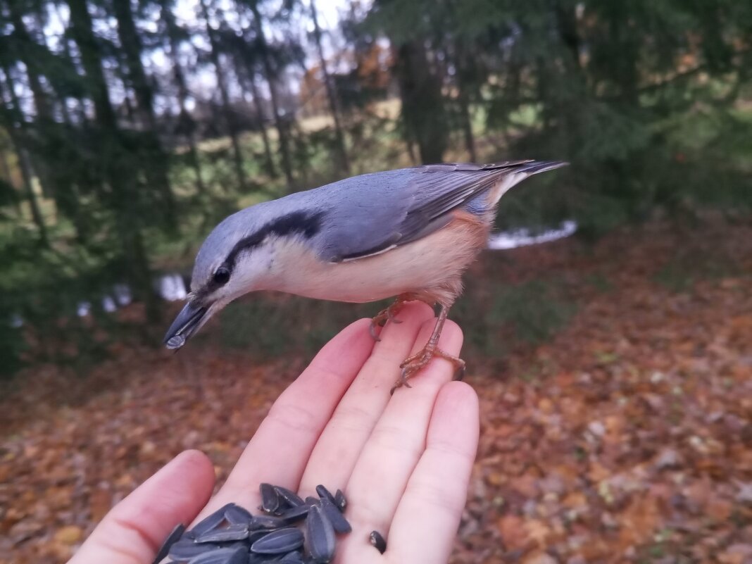 Поползень - Сапсан 